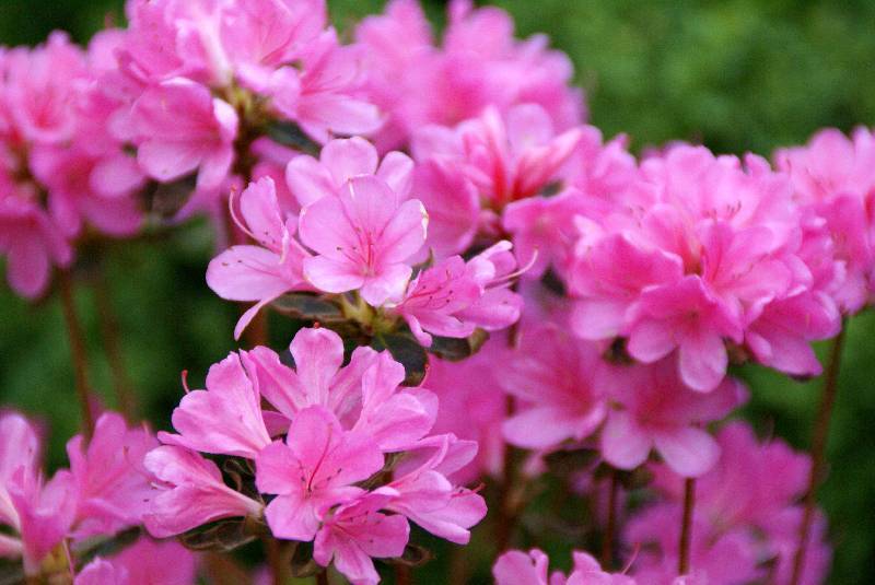 Unser Orchideenpark Bild Nr.044